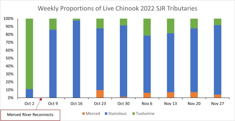Graph showing weekly proportions of live Chinook in 2022 SJR tributaries (Merced, Stanislaus, and Tuolumne) starting on October 2 and going through November 27. Percentage of fish from Tuolumne are near 90% on October 2 and decrease to less than 20% the remaining time. Merced River percentages begin on Oct 23 at approximately 10% and near that for the reamining time.
