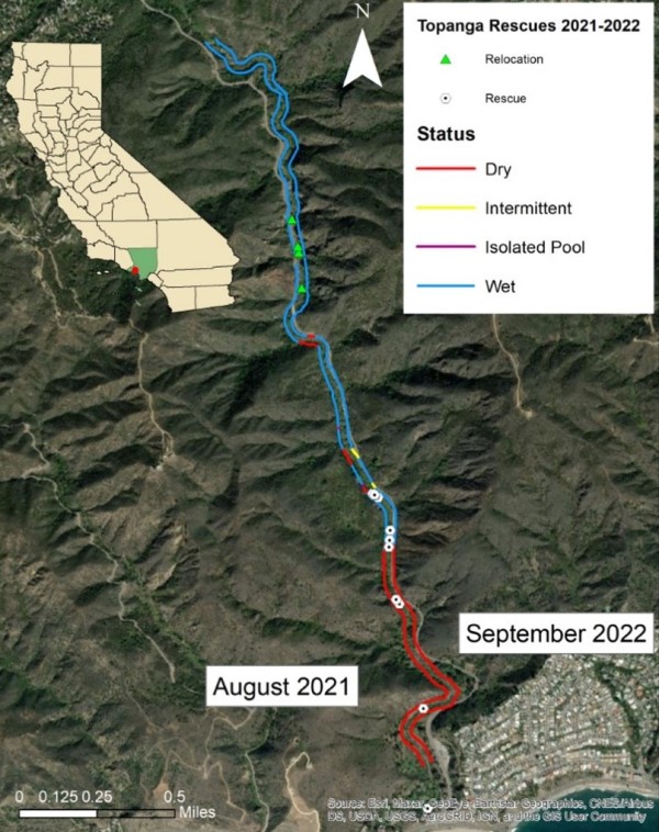 Map showing locations of wet and dry reaches and relocation and rescues sites in Topanga Creek.