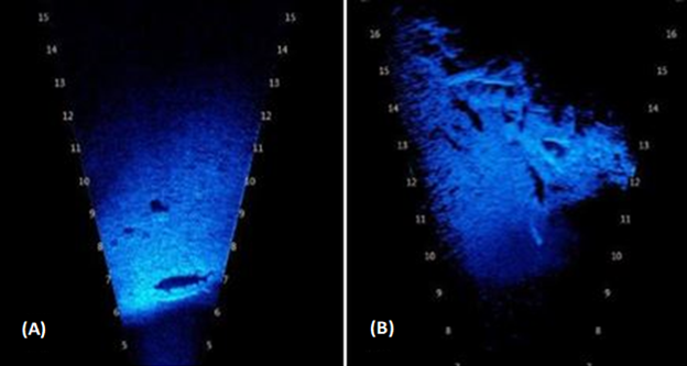 Sonar image showing shape of sturgeon at bottom of scanning area