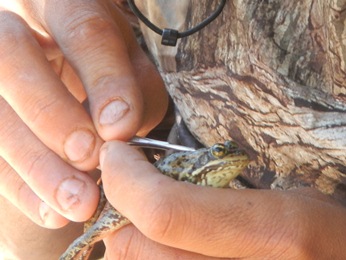 PIT tagging Cascades Frog