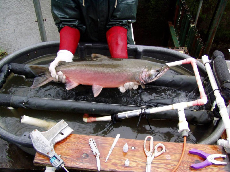 CDFW scientist checking a male coho salmon for a Passive Integrated Transponder tage at a capture facility on Freshwater Creek, Humboldt County, CA.