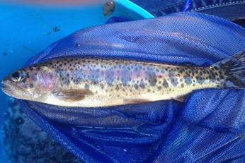 Goose Lake Redband Trout - silver fish with pink stripe from head to tail and many dark spots