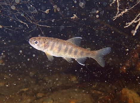 Photo of Juvenile Coho Salmon in natural habitat.