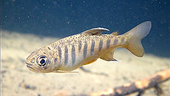 Figure 1.  Juvenile coho salmon.  Photographer: Derek Acomb, CDFW