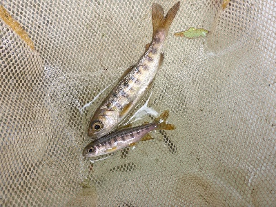two juvenile Coho Salmon in a net