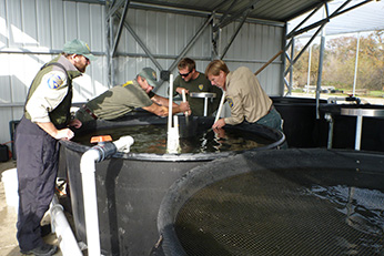 Staff looking at the tank
