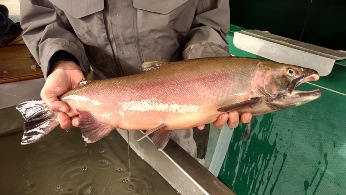 Adult Coho Salmon preparing for release into Redwood Creek