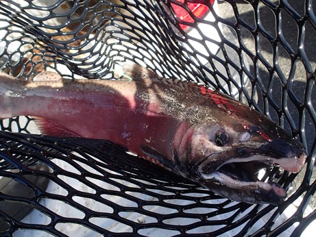 Adult Male Coho Salmon in net
