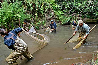 Biologists seining Redwood Creek for juvenile coho salmon, August 2014