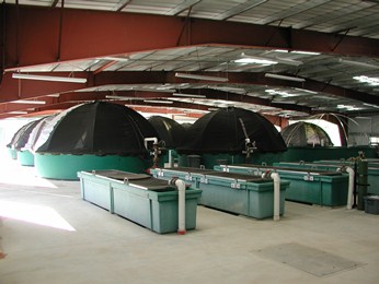 Don Clausen/Warm Springs Hatchery broodstock facility