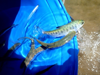 Coho salmon smolts rescued from Pena Creek are released into the Russian River.
