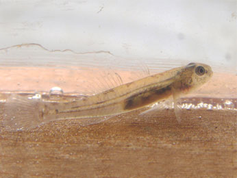 tidewater goby