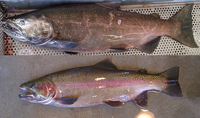 Chinook salmon and a steelhead