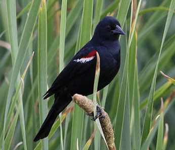 Male Tricolored Blackbird