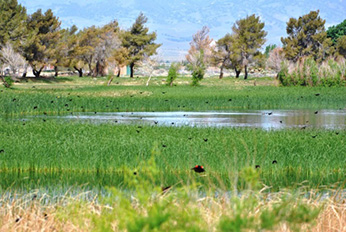 colony in freshwater wetland - Click to enlarge image in new window
