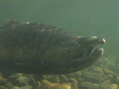 large, male winter-run Chinook salmon with hooked upper jaw, open mouth near gravel at bottom of water