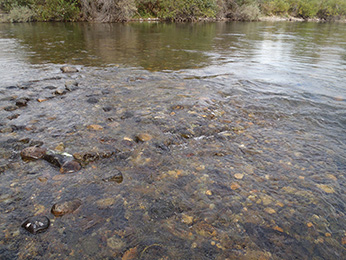 Example of a winter-run Chinook salmon redd nearly dewatered after flow reductions in the Sacramento River.  Redd modification would remove just enough substrate to allow water flow over top of redd after any further flow reductions