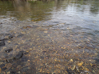 Example of a winter-run Chinook salmon redd after redd modification.  Some upper substrate has been removed (see Figure 3 for comparison) and water will continue to flow over redd after a flow reduction.