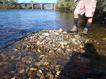 Example of a winter-run Chinook salmon redd dewatered after flow reductions in the Sacramento River in 2013.  Note that redd modifications were made to avoid similar situations in 2014.