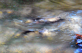 Adult steelhead spawning in Uvas Creek below Uvas Reservoir. Photo: CDFW