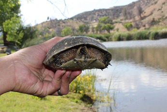 scientist releasing turtle