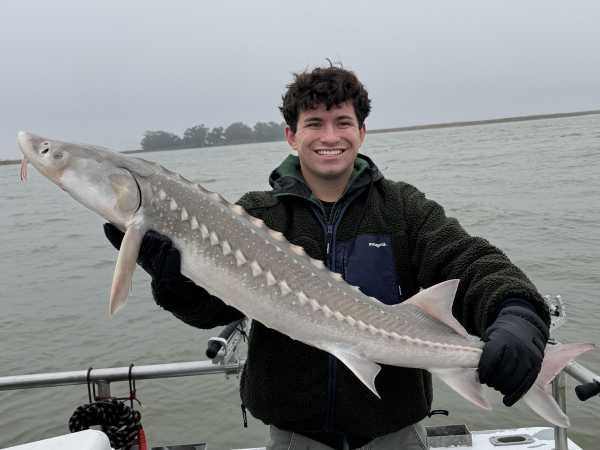 white sturgeon underwater over gravel
