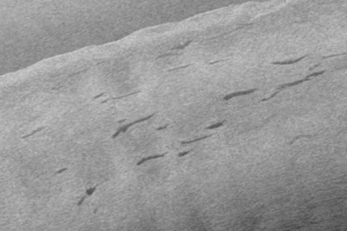 Spawning sturgeon, seen on sidescan sonar as dark grey lines, cluster in river