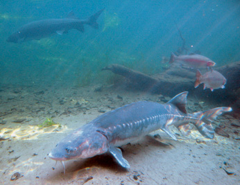 white sturgeon under water
