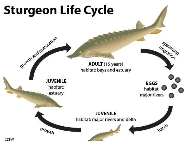 Diagram of sturgeon life cycle - click to enlarge in a new window