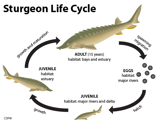 Sturgeon Information, Facts, Biology, & History