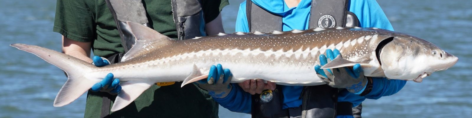 white sturgeon held by two people