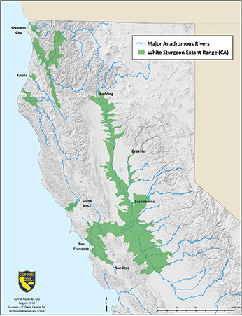 Population Ecology and Management of White Sturgeon, 2016