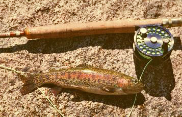 Coastal rainbow trout and fly rod
