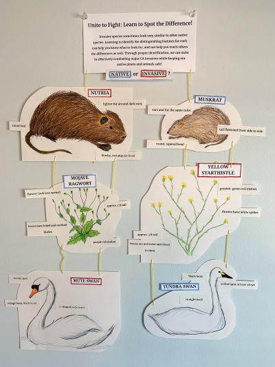 Unite to Fight, Learn to Spot the Difference poster featuring nutria compared to muskrat, mute swan compared to tundra swan, yellow star thistle compared to Mojave ragwort