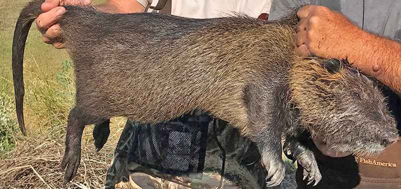 A large, male nutria captured in Merced County in 2017