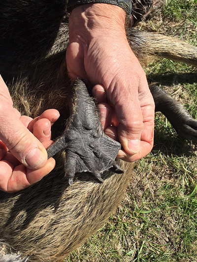 Nutria hind foot showing the webbing betwen the four inner toes, and outer, fifth toe free from webbing. CDFW Photo.