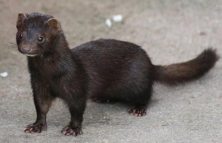 Dark brown weasel-like mink