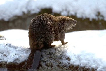 Beaver sitting on snowy bank