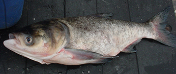 Bighead carp
