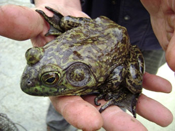 Adult American bullfrog in southern California