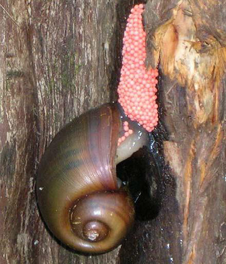 Channeled apple snail laying an egg mass