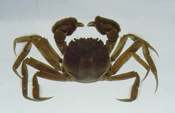 Chinese mitten crabs