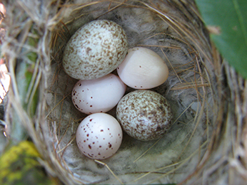 A parasitized least Bell’s vireo nest containing 3 LBVI eggs and 2 brown-headed cowbird eggs