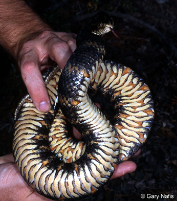 The ventral side of the southern watersnake is patterned with dark, square or triangular spots, sometimes with wavy cross lines
