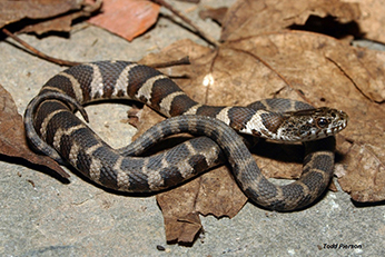 Northern watersnakes