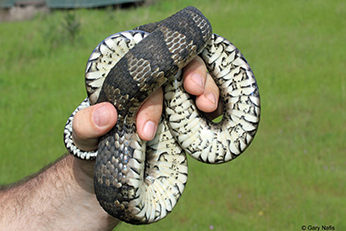 The ventral side of northern watersnakes can be white, yellow, or orange, and commonly have dark half-mooned shaped spots