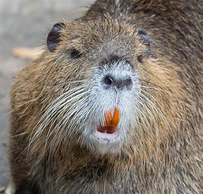 nutria face with orange teeth showing