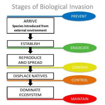 Stages of bioogical Invasion