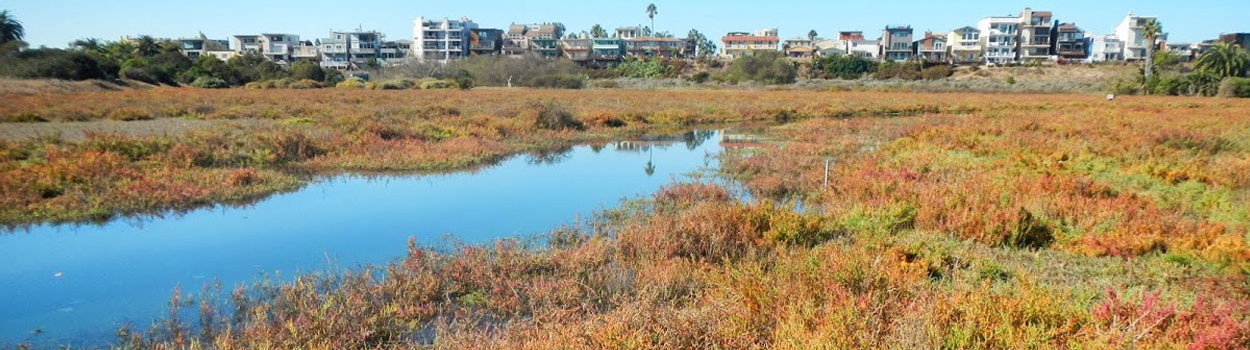 Pickleweed marsh during high tide in Area B-West