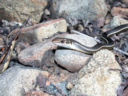 small black snake with light lateral stripes